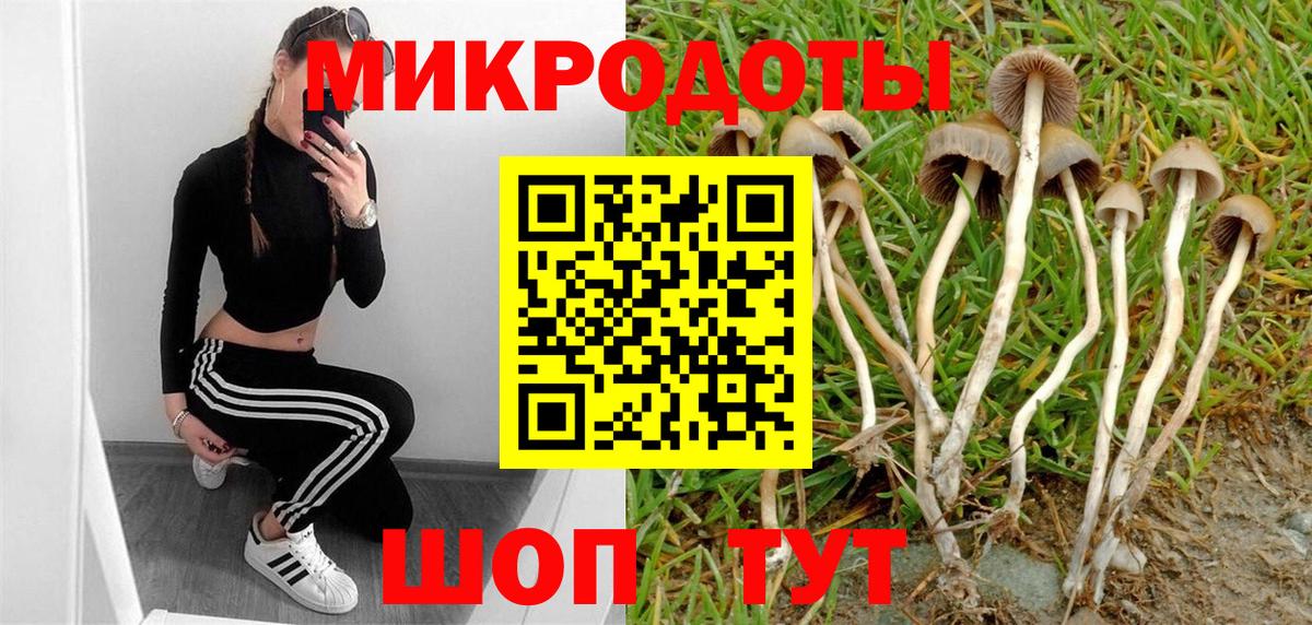 Псилоцибиновые грибы Psilocybine cubensis Алексеевка